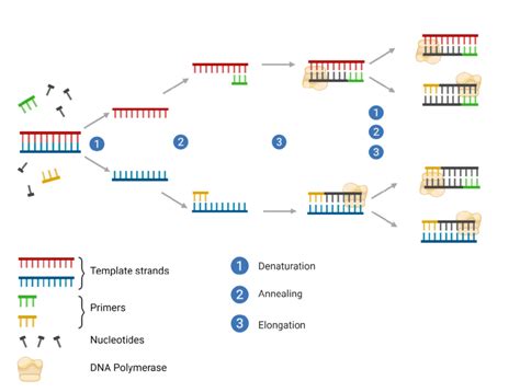 Polymerase chain reaction (PCR) (article) .